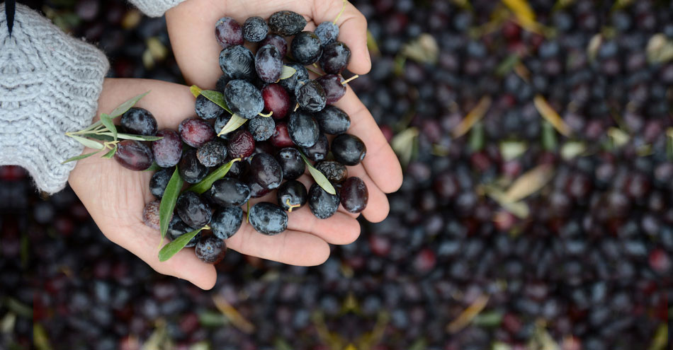 Görece Naturel Sızma Zeytinyağı